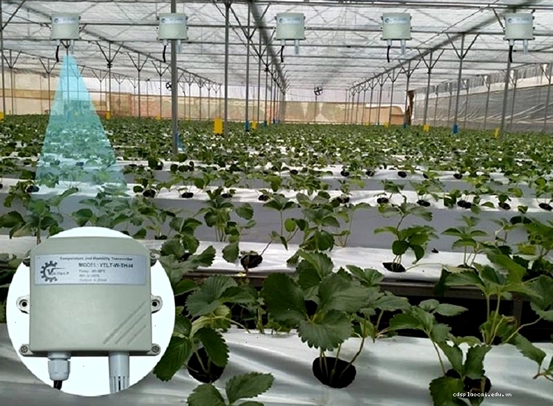 Ứng dụng cảm biến độ ẩm Aqua trong nhà kính nông nghiệp